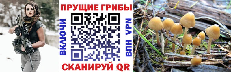 Купить где  Котлас  Псилоцибиновые грибы Magic Shrooms 